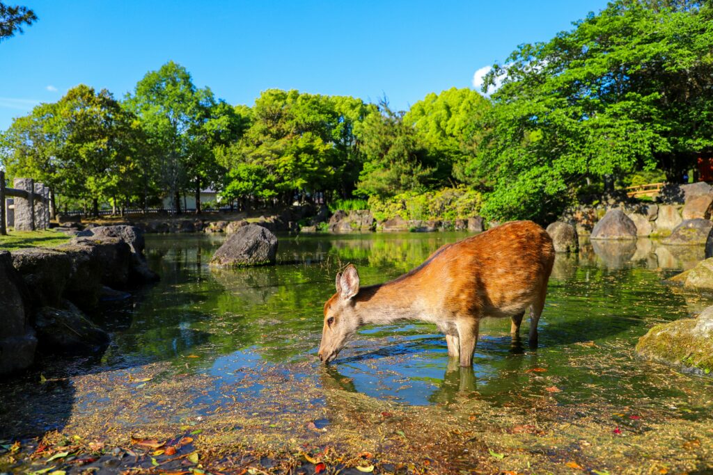 Deer in Nara