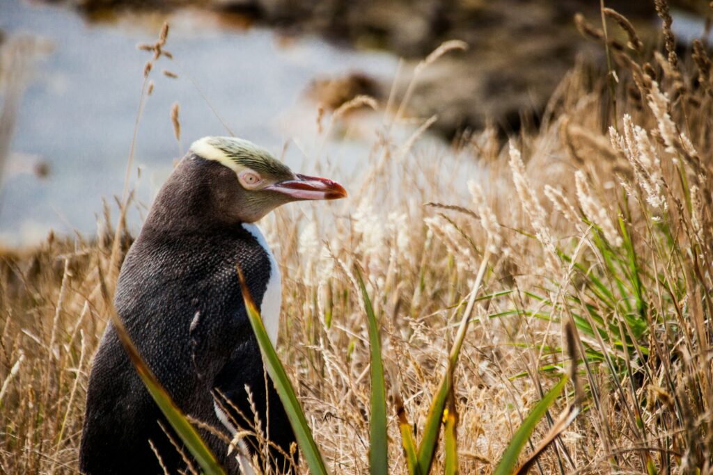 Penguins in Dunedin